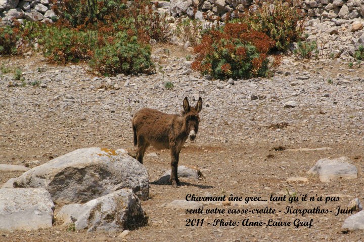 Ane grec par Anne Laure Graf