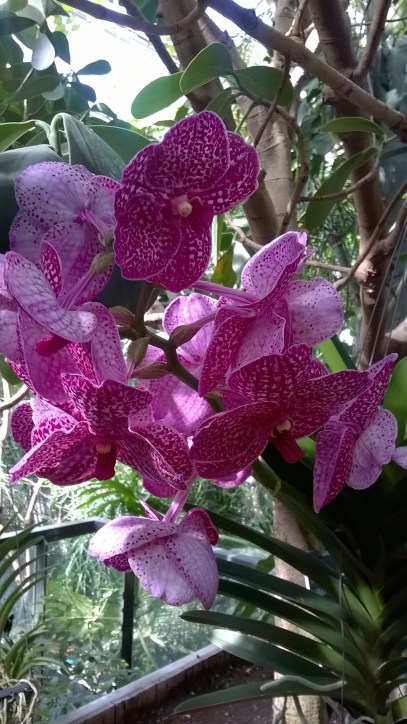 orchidée