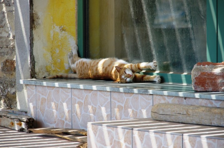 Chat_Psara_Bdef_ Envie d'ailleurs_ Anne-Laure Graf Faubert _Psara_ ïles grecques